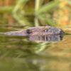 European beaver head swimming