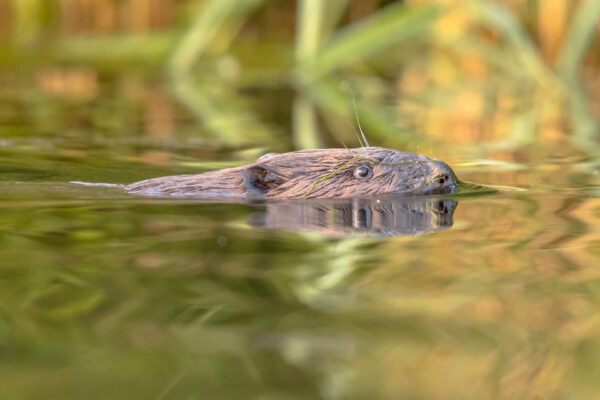 European beaver head swimming
